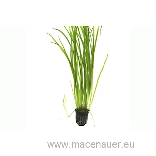 AR-D-Vallisneria spiralis 4