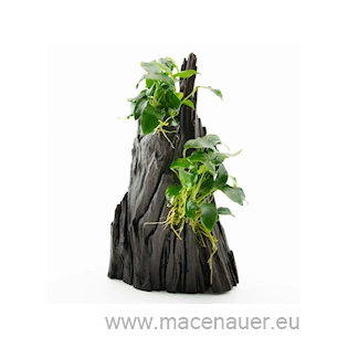 Anubias spp. Hills