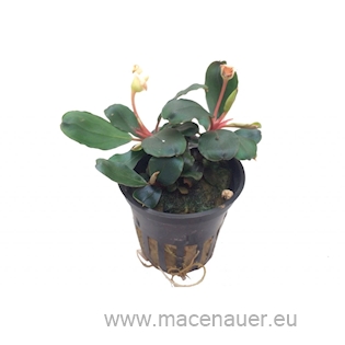 Bucephalandra sp. 'Red Scorpio'