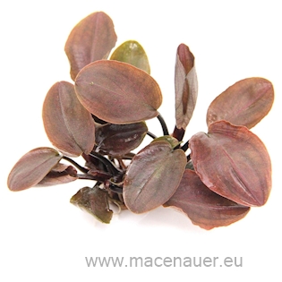 Lagenandra meeboldii 'Rot' XL NEU!
