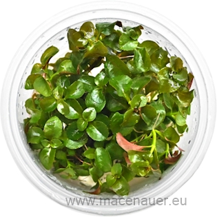 Ludwigia repens TR