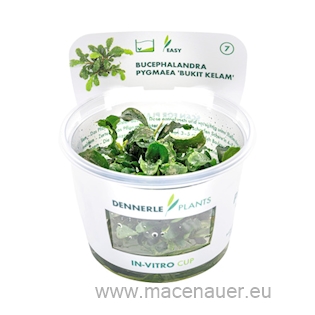 Bucephalandra spec. Wavy Leaf In-Vitro