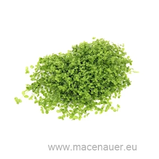 Micranthemum tweedie In-Vitro