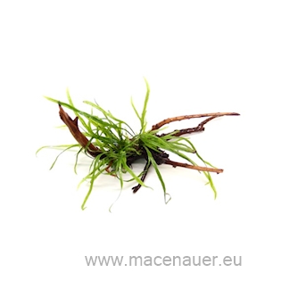 10 Microsorum pteropus Trident on Spiderwood