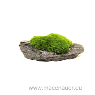Aegagropila Slate Rock 8 x 6 x 3 cm