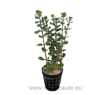Rotala rotundifolia emers T/15