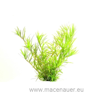 Rotala sp. ´Wayanad´ In-Vitro