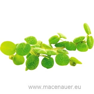 3 Salvinia minima