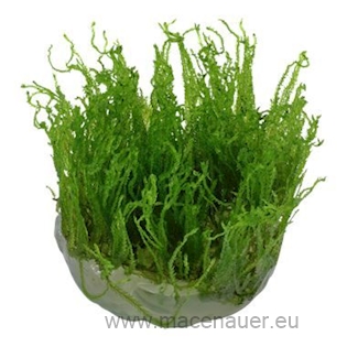 Taxiphyllum alternans Taiwan In-Vitro