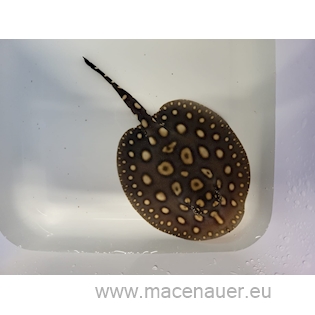 Rejnok Potamotrygon leopoldi „Black Diamond“