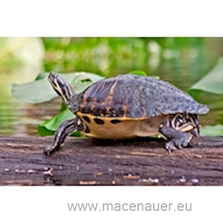 Želva poloostrovní, 4 cm