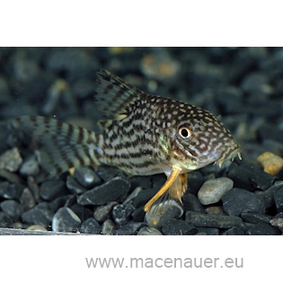 Pancéřníček Sterbův XL