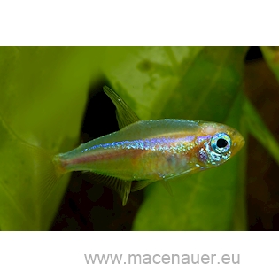 Tetra neonová zlatá