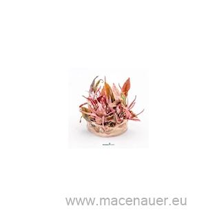 7 Cryptocoryne spec.Flamingo Port.