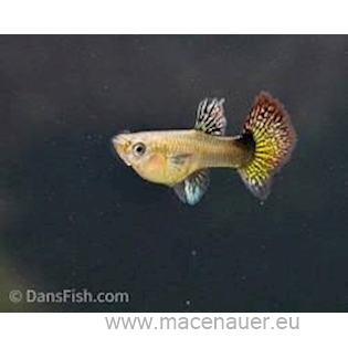 Paví očko Dragon Red L/XL samice, 3,5 cm