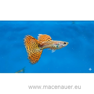 Paví očko Leopard L/XL samci, 3,5 cm