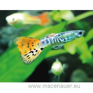 Paví očko Rainbow L/XL samice, 3,5 cm