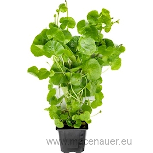 Hydrocotyle leucocephala xxl