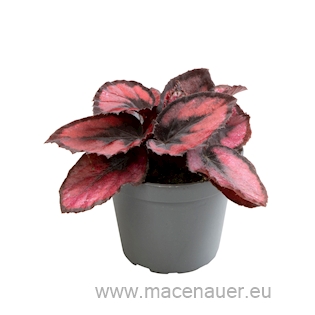 Begonia rex ‘Red Kiss’