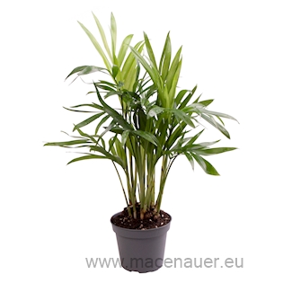 Chamaedorea elegans
