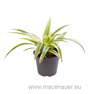 Chlorophytum ‘Irish’