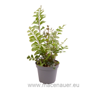 Didymochlaena truncatula (Plášťovka)