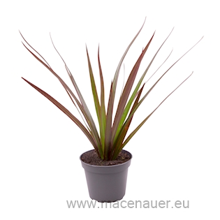 Dracaena ‘Magenta Top’