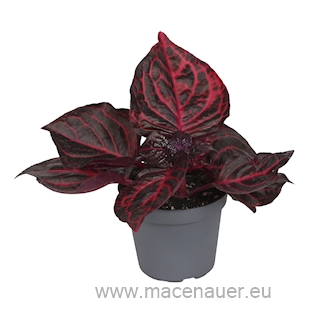 Iresine ‘Bloodleaf’