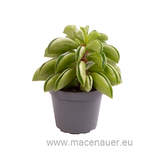 Peperomia ‘Fire Sparks