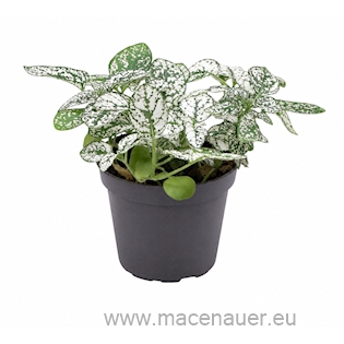 Hypoestes phyllostachya ‘White’