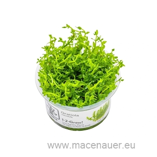 4 Gratiola viscidula VE 5