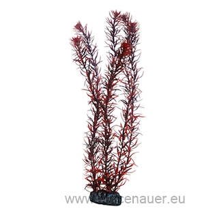 Rostlina Eusteralis 39cm