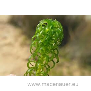 Rostlina Lagarosiphon 34cm SB