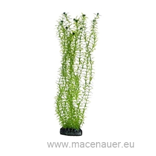 Lagarosiphon 20cm SB