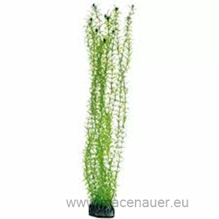 Rostlina Lagarosiphon 60cm SB