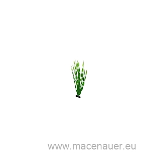 Rostlina Vallisneria 60cm