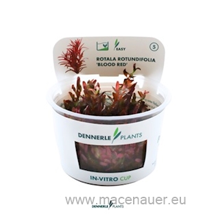 Rotala rotundifolia 'Blood Red' In-Vitro
