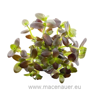 Bacopa salzmannii 'Purple'