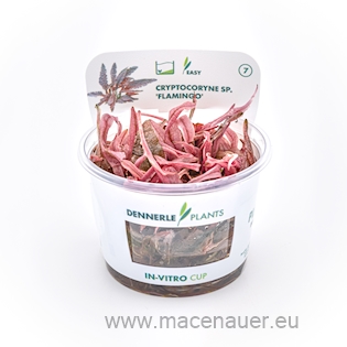 Cryptocoryne spec.Flamingo CUP
