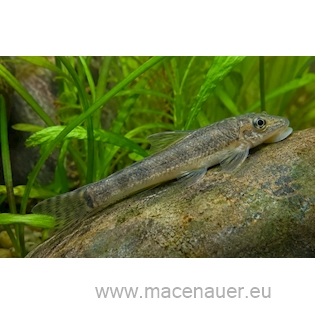 Gara rudohnědá, 3,5 cm