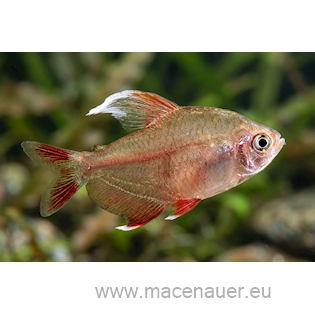 Tetra ozdobná běloploutvá, 2,5 cm