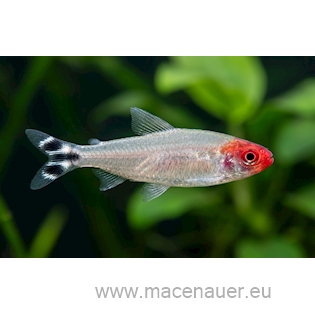 Tetra červenohlavá, 3 cm