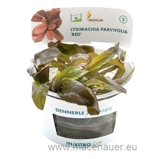 Lysimachia parvifolia 'Red' CUP