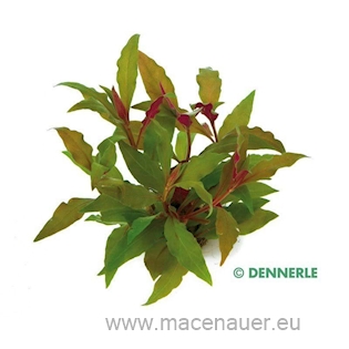 Alternanthera reineckii ROT