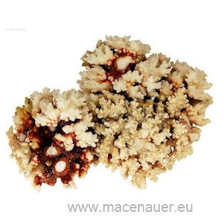 MACENAUER Kámen houbovitý Reefsponge 1 kg 