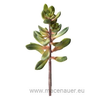 HOBBY Kalanchoe 115 cm