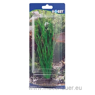 HOBBY Dekorace Sagittaria, 20 cm