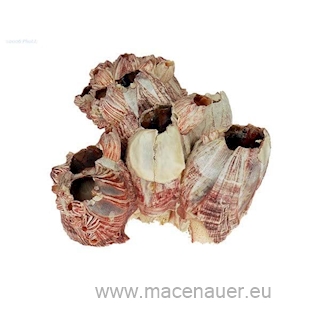 MACENAUER Mušle Barnacle 10-15 cm