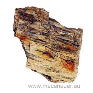 MACENAUER Dřevo zkamenělé, 400 mil. let, 0,6-0,9 kg