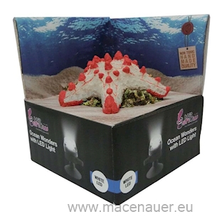 HYDOR H2shOw Ocean Wonders Hvězdice + bílé LED 12x12x4 cm